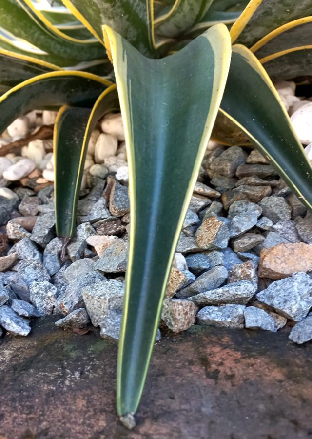 Penyebaran Agave Mahkota