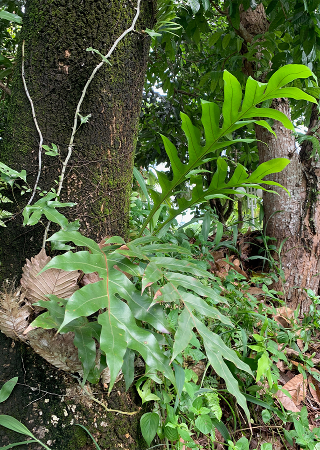 Penyebaran Akar Kusu