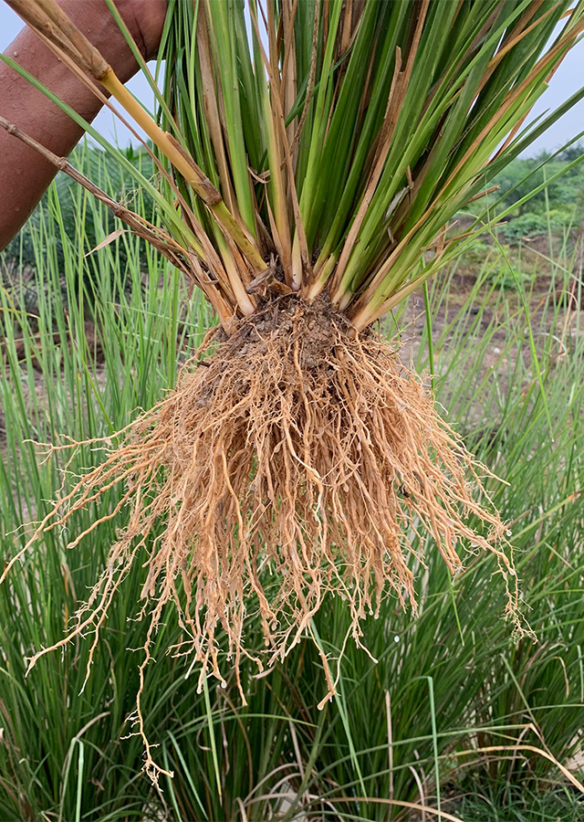 Penyebaran Akar Wangi Vetiver