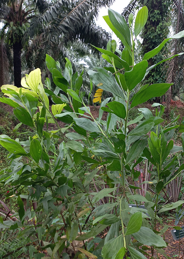 Penyebaran Akasia