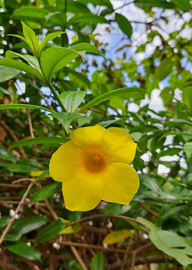 Penyebaran Alamanda Buah