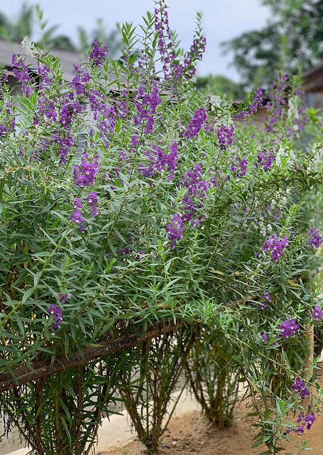 Penyebaran Angelonia Lavender Palsu