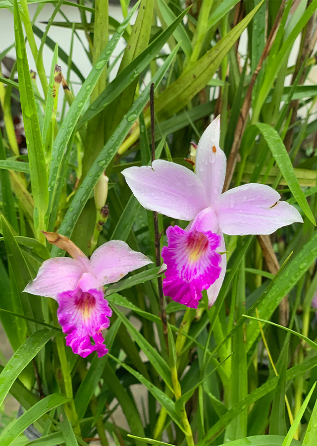 Penyebaran Anggrek Arundina