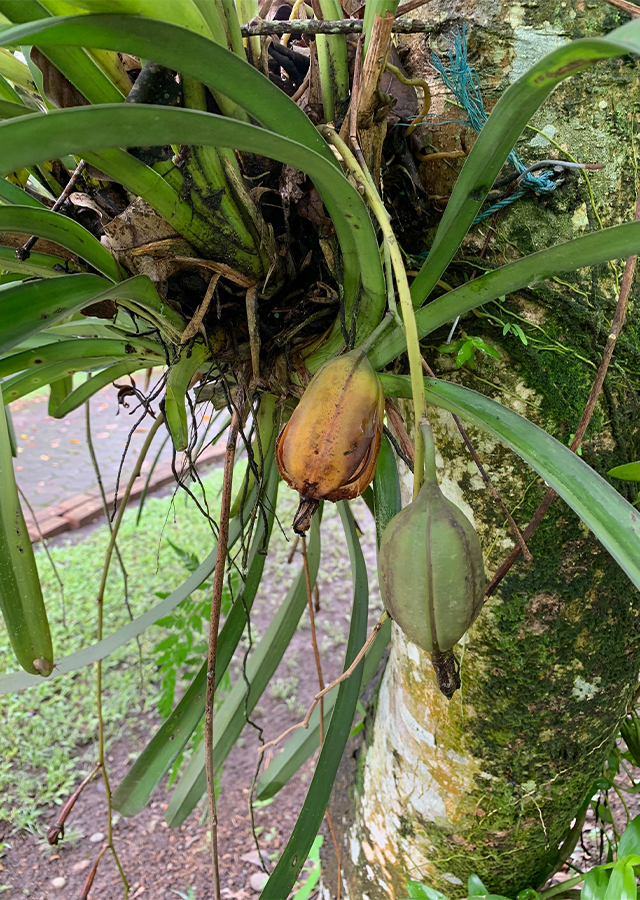 Penyebaran Anggrek Pohon Kala