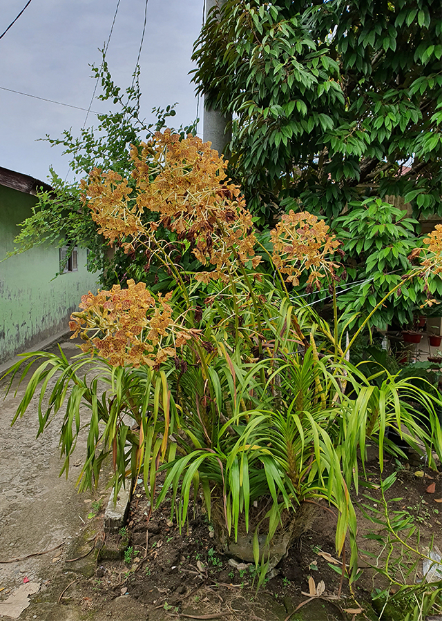 Penyebaran Anggrek Tebu