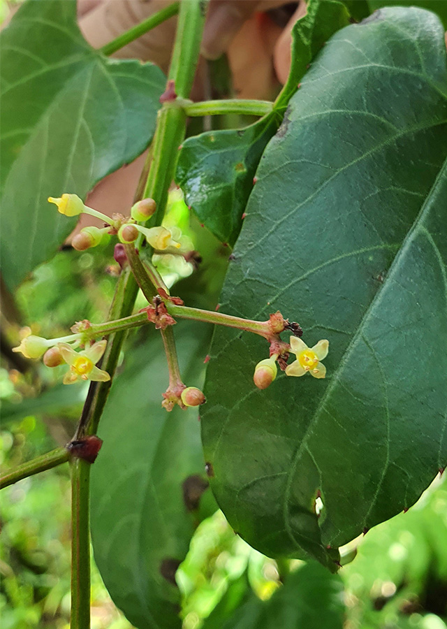 Penyebaran Anggur Hutan