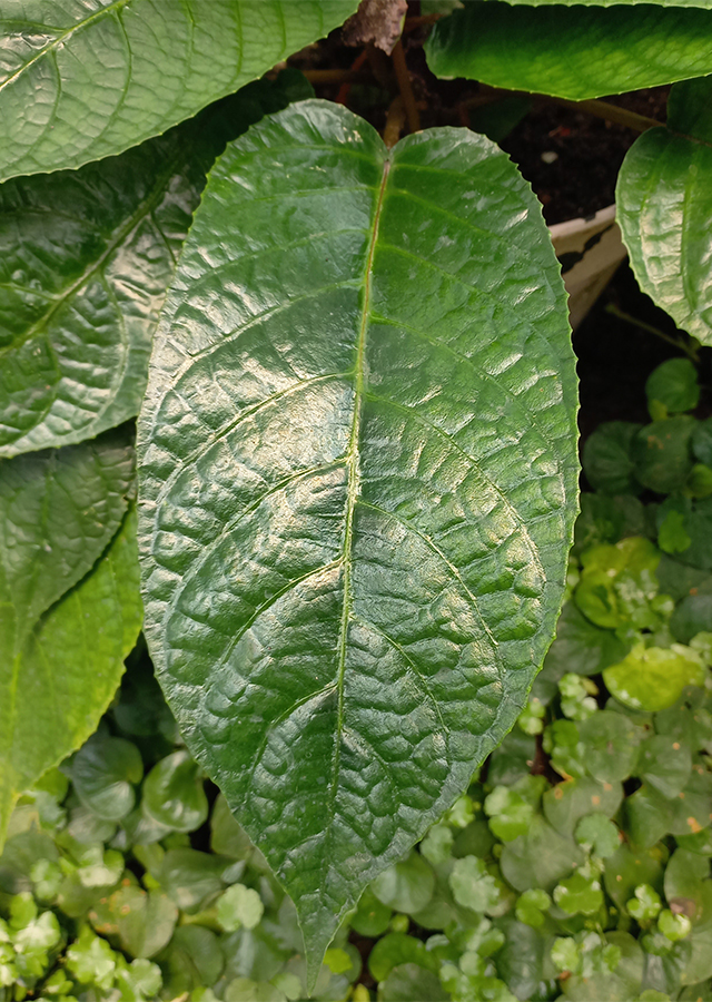 Penyebaran Anthurium Tusuk Konde Hitam