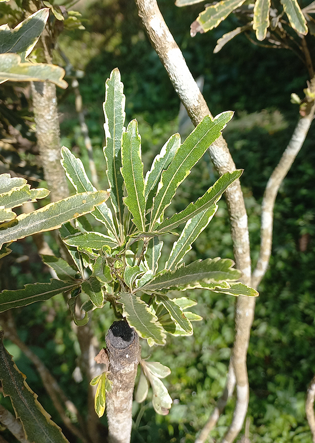 Penyebaran Aralia Laba-Laba