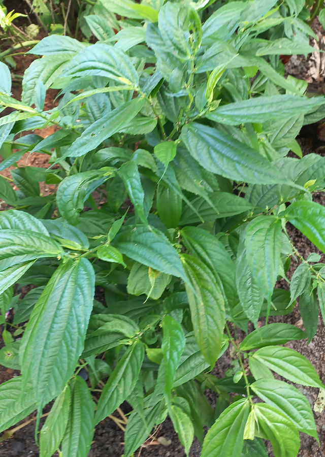 Penyebaran Bayam Hutan