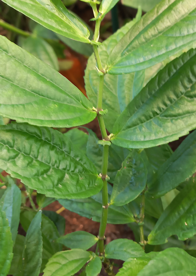 Penyebaran Bayam Hutan