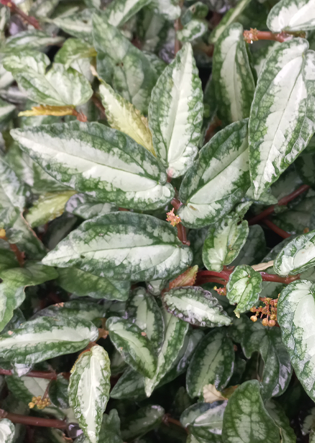 Penyebaran Begonia Watermelon