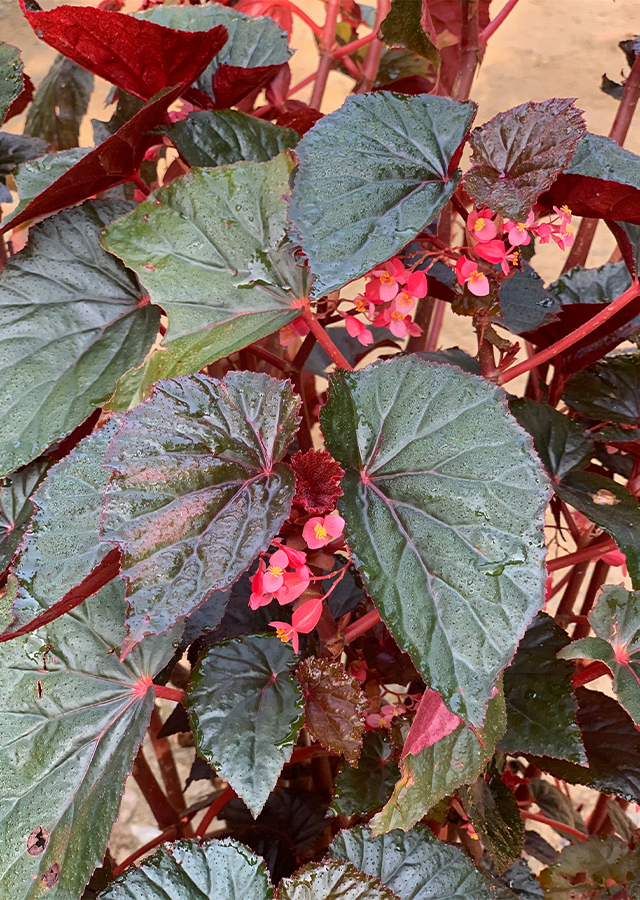 Penyebaran Begonia