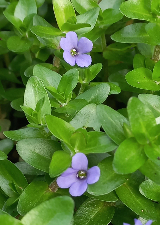 Penyebaran Blue Water Hyssop