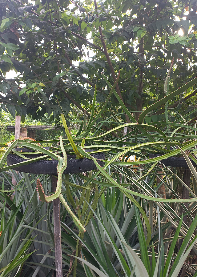 Penyebaran Buah Naga Kuning