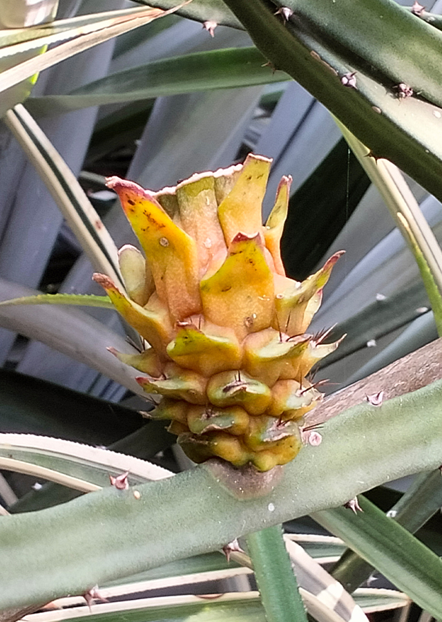 Penyebaran Buah Naga Kuning