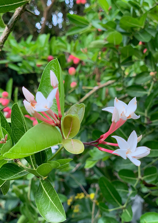 Penyebaran Buah Renda