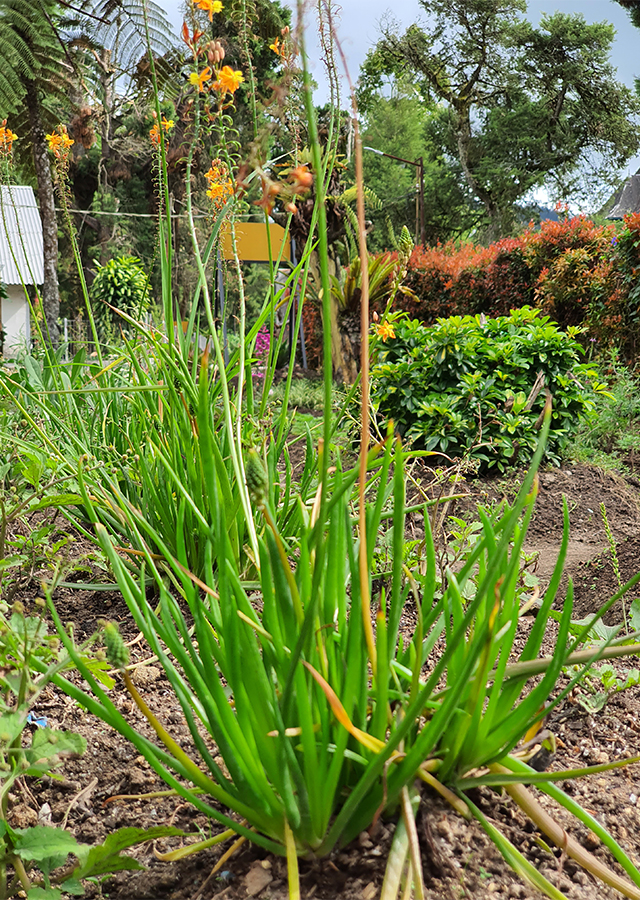 Penyebaran Bulbine frutescens