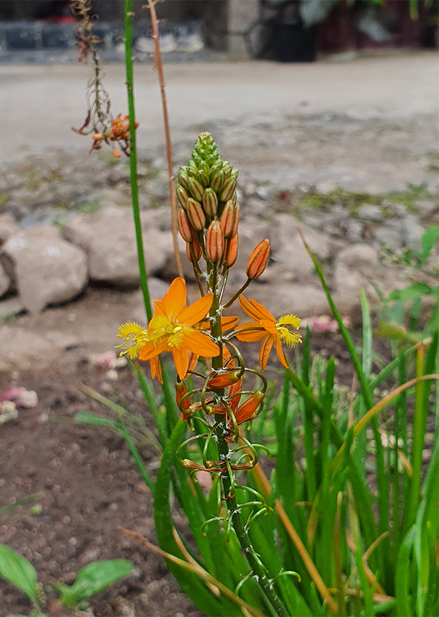 Penyebaran Bulbine frutescens