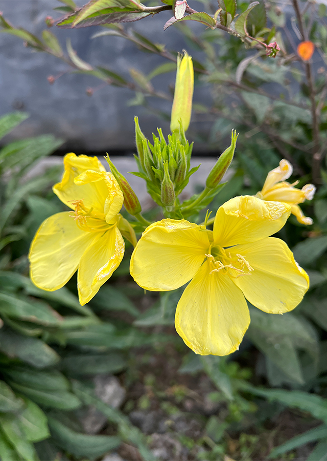 Penyebaran Bunga Evening Primrose