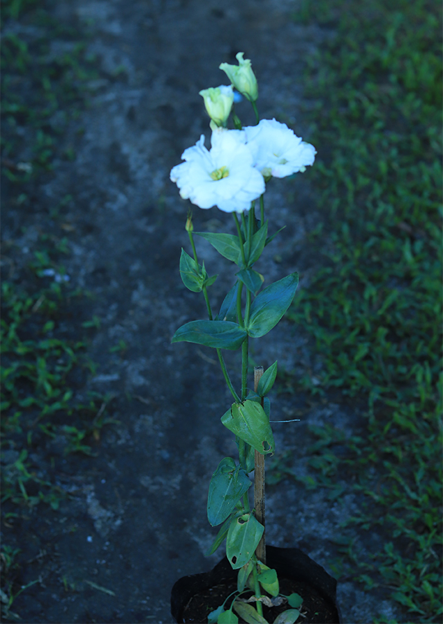 Penyebaran Bunga Lisianthus