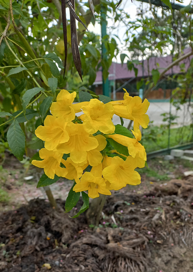 Penyebaran Bunga Terompet Kuning