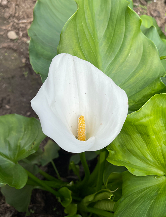 Penyebaran Calla Lily