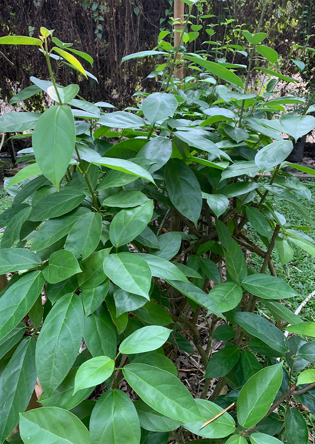 Penyebaran Cincau Batang