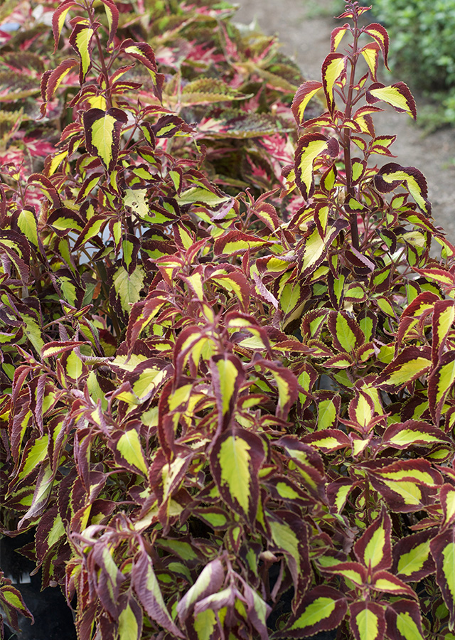 Penyebaran Coleus (Miana)