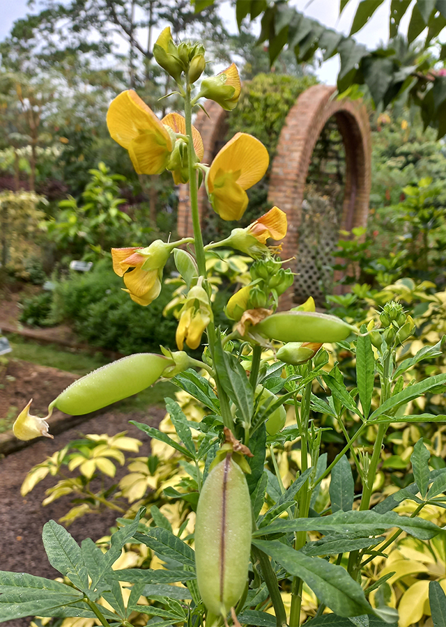 Penyebaran Crotalaria quinquefolia