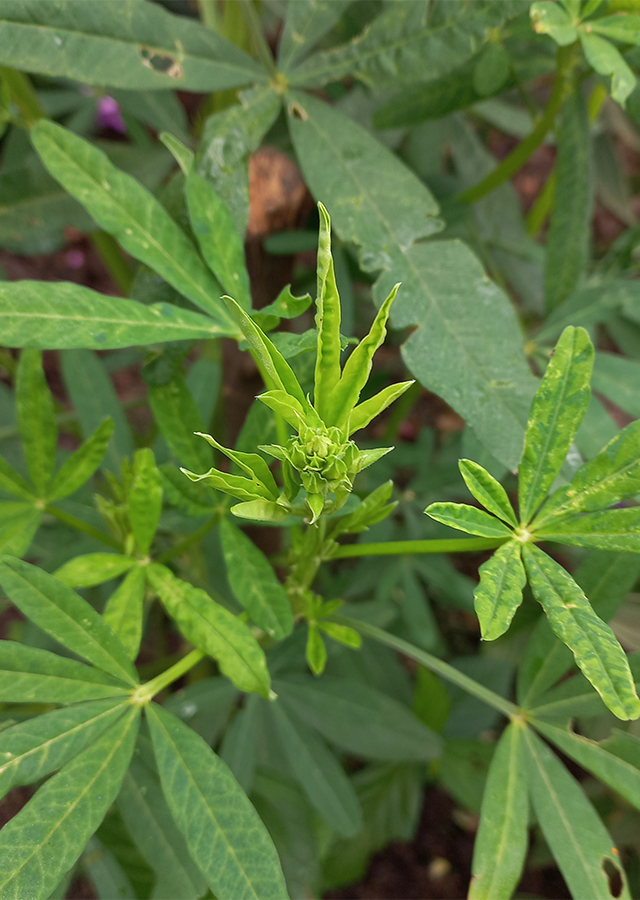 Penyebaran Crotalaria quinquefolia