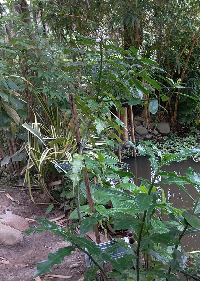 Penyebaran Daruju Bunga Kecil Ungu