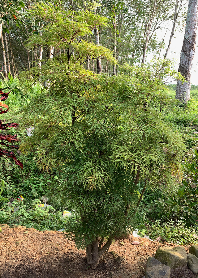 Penyebaran Daun Berlangkas