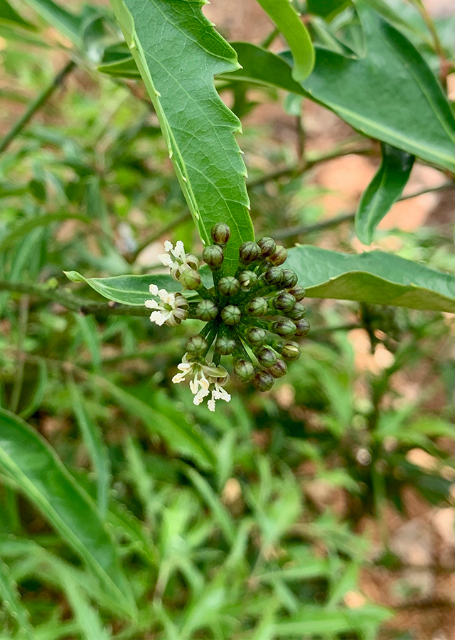 Penyebaran Daun Berlangkas