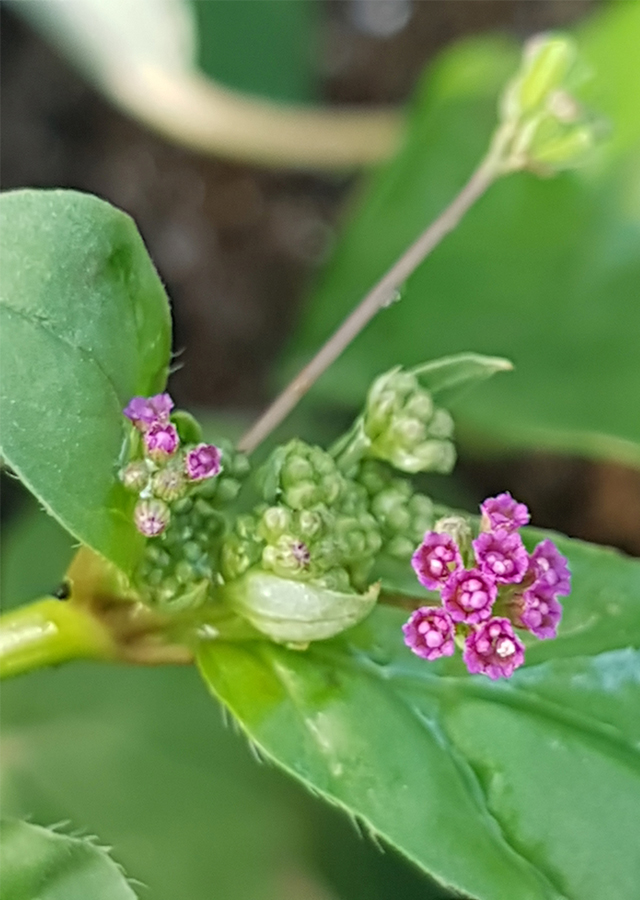 Penyebaran Daun Cakaran