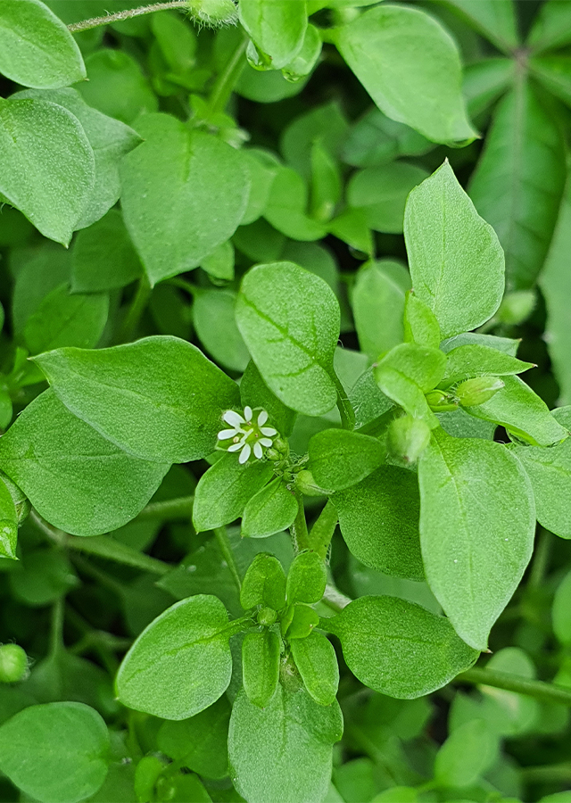 Penyebaran Daun Chickweed