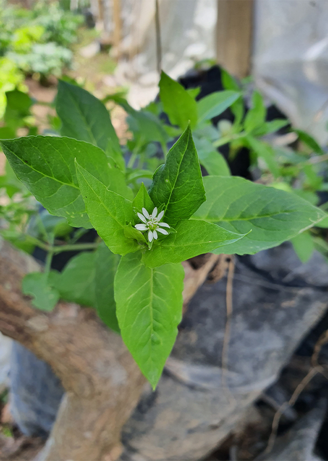 Penyebaran Daun Chickweed