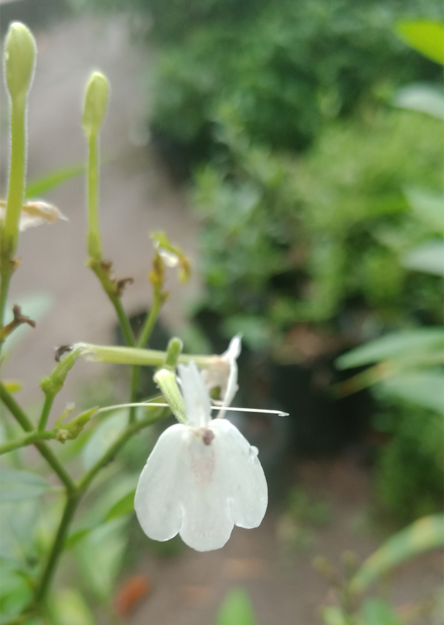 Penyebaran Daun Kurap