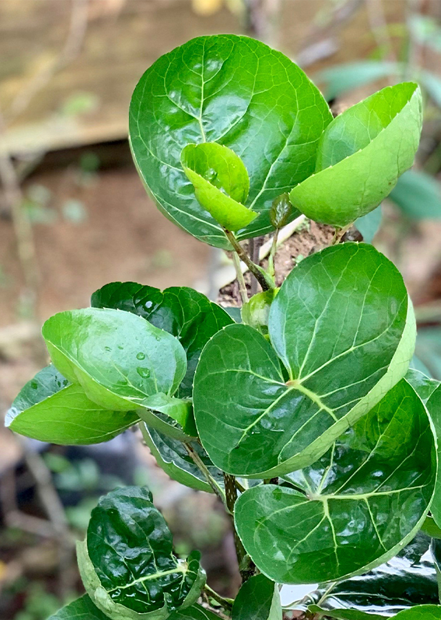 Penyebaran Daun Mangkok