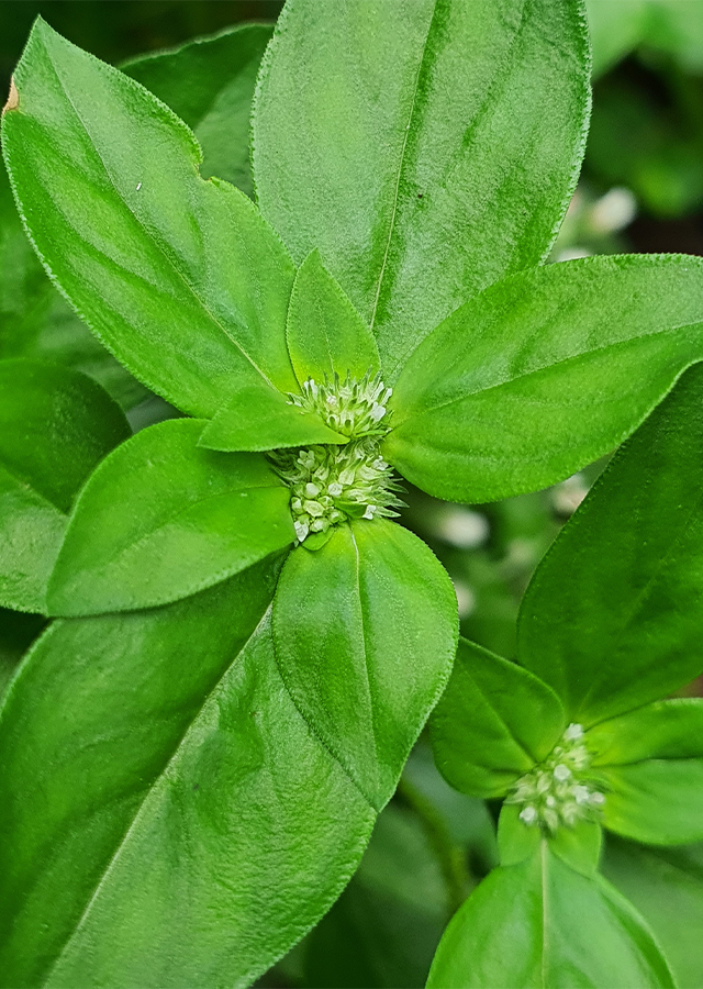 Penyebaran Daun Samak