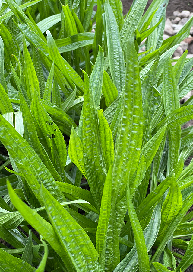 Penyebaran Daun Sendok Panjang