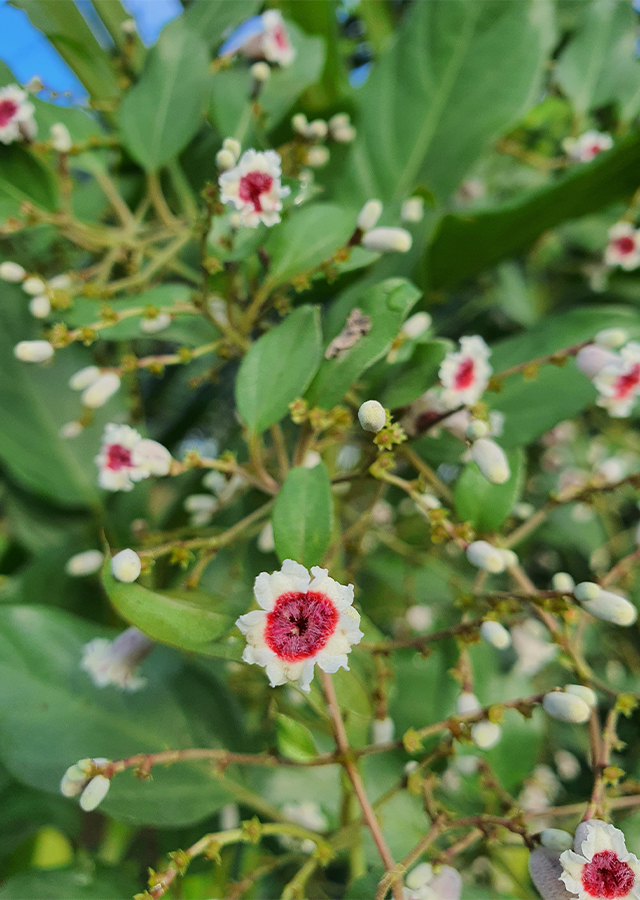 Penyebaran Daun Simbuan