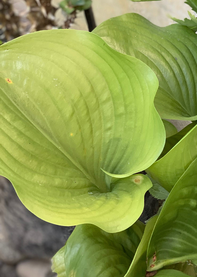 Penyebaran Daun Tepung Tawar