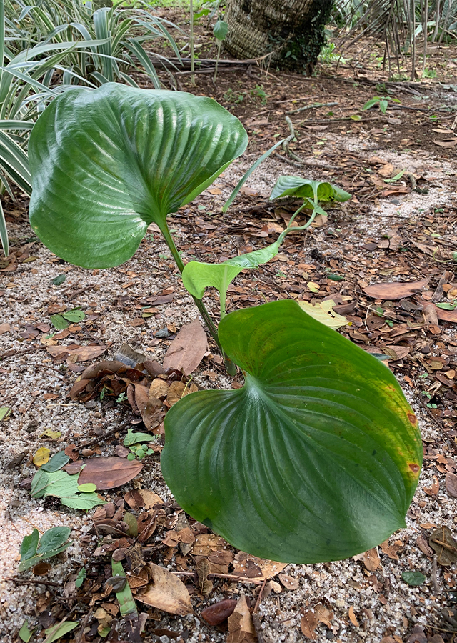 Penyebaran Daun Tepung Tawar