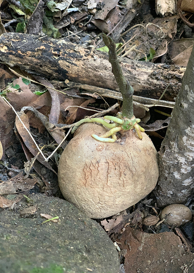 Penyebaran Gembolo