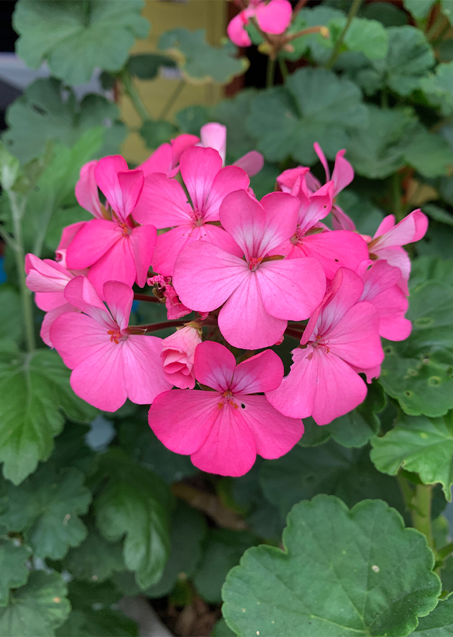 Penyebaran Geranium