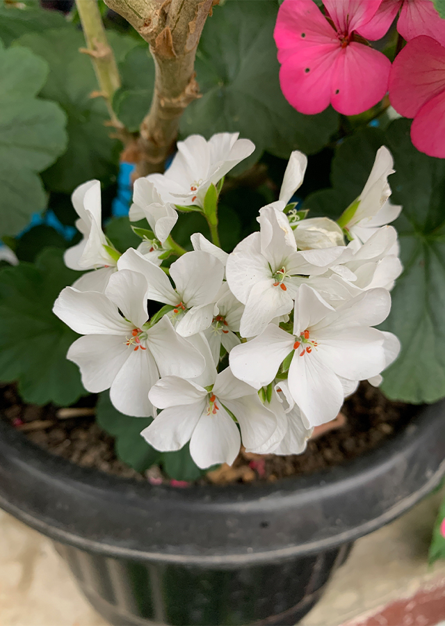 Penyebaran Geranium