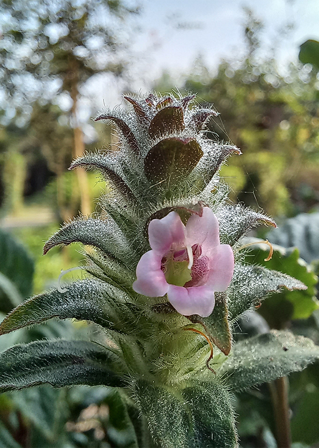 Penyebaran Green Shrimp Plant