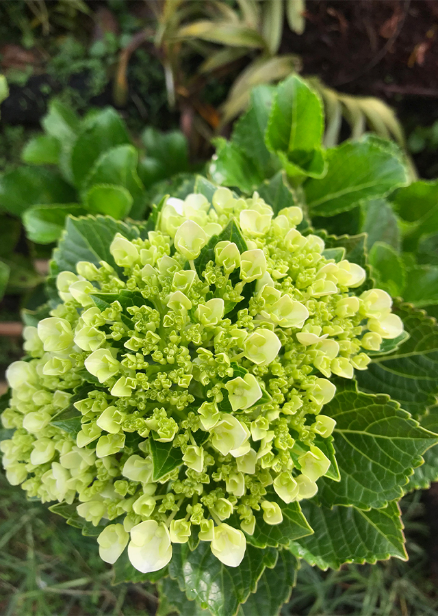 Penyebaran Hortensia