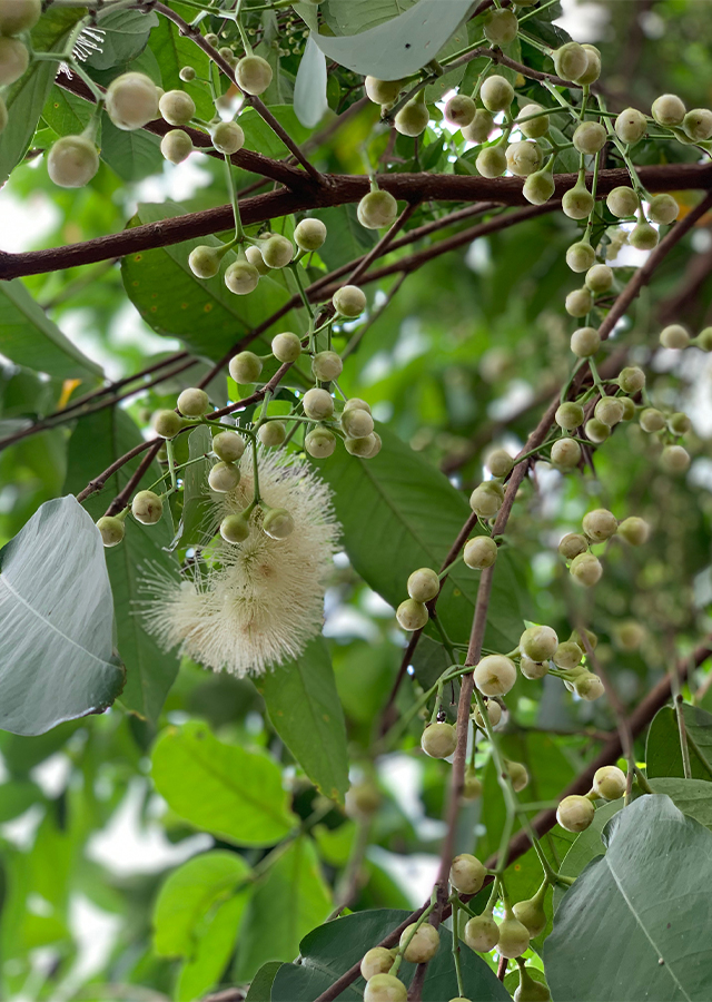 Penyebaran Jambu Air