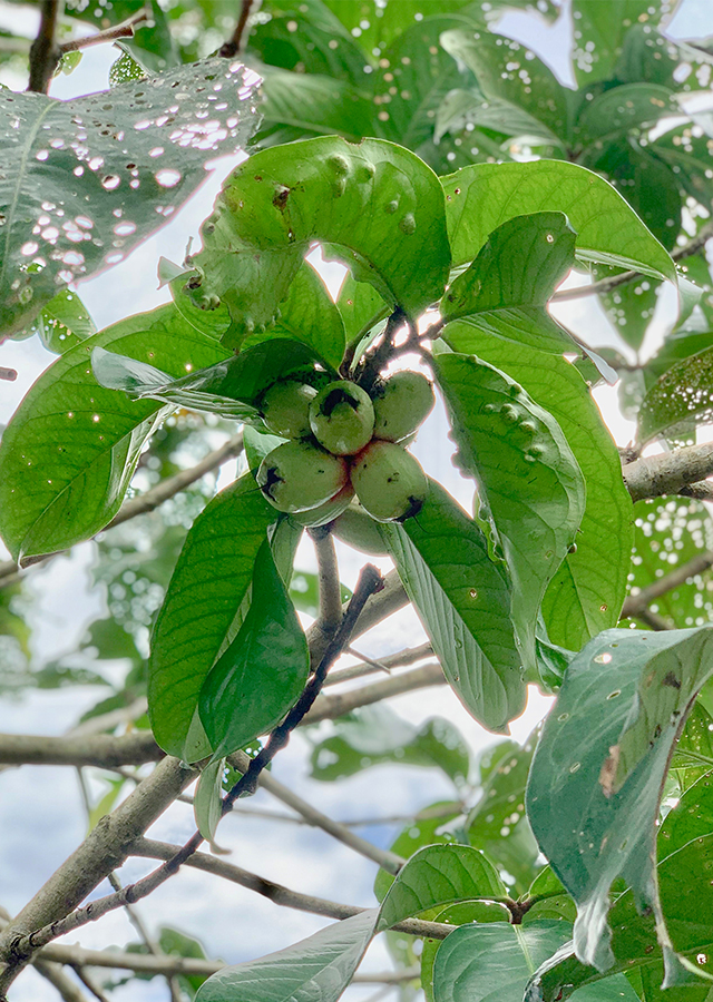 Penyebaran Jambu Bol